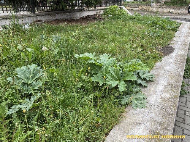 Лучани вже помітили борщівник на вулиці Івана Франка